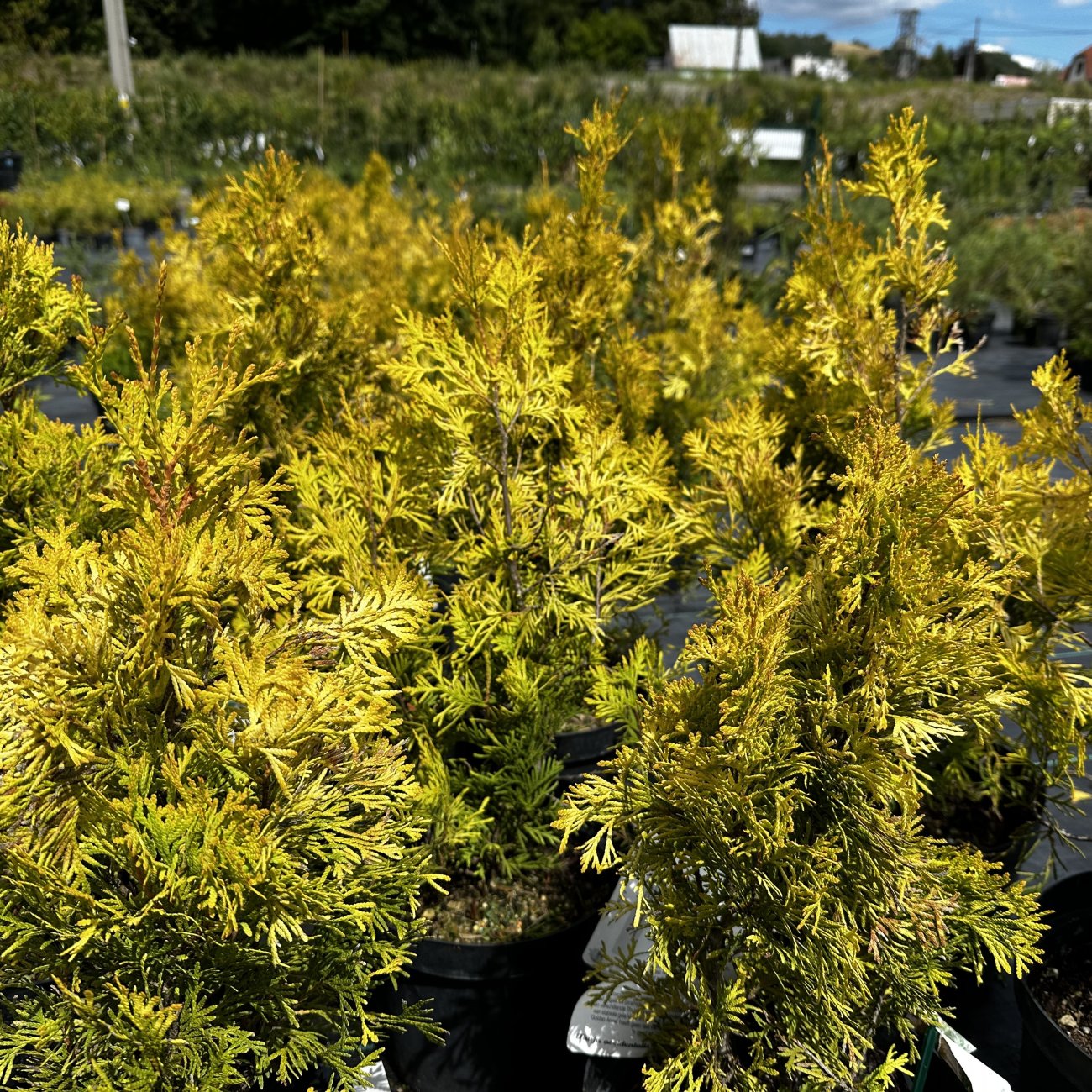 Obrázok Tuja západná (Thuja occidentalis) ´GOLDEN ANNE´ ®- výška 40-60 cm, kont. C5L - 2. Trieda/Kvalita B